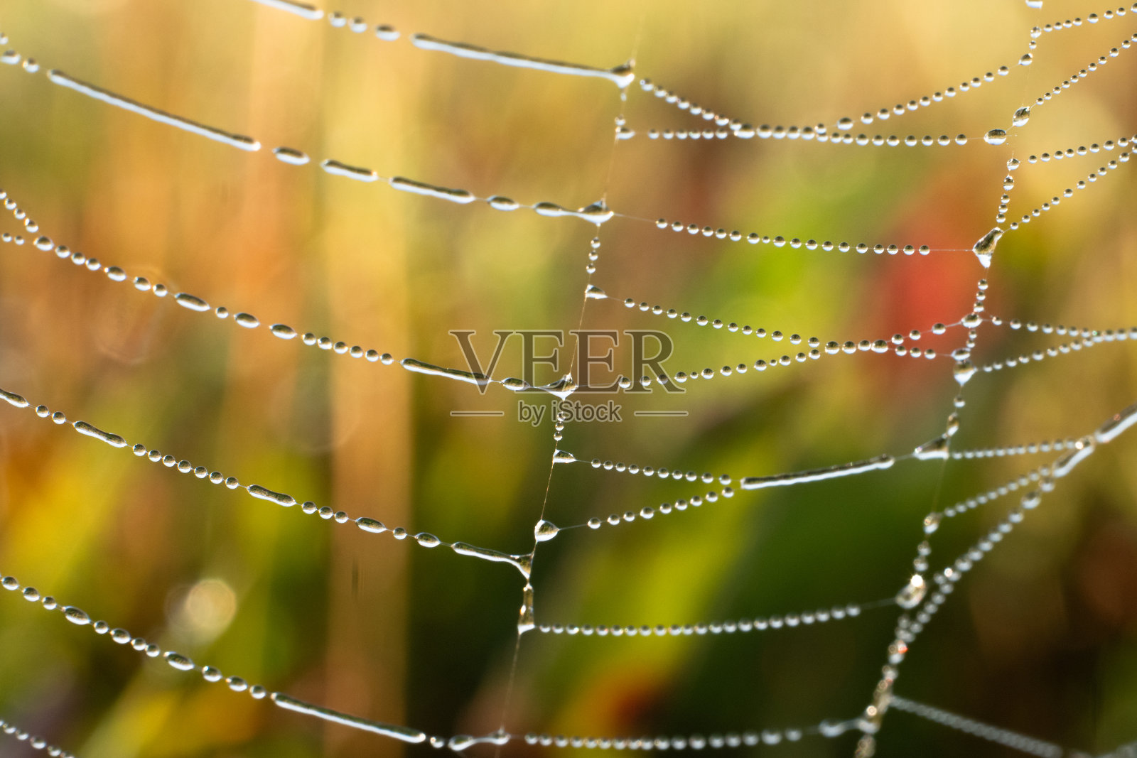 清晨的水滴粘在蜘蛛网上，几乎像珍珠挂在丝上照片摄影图片