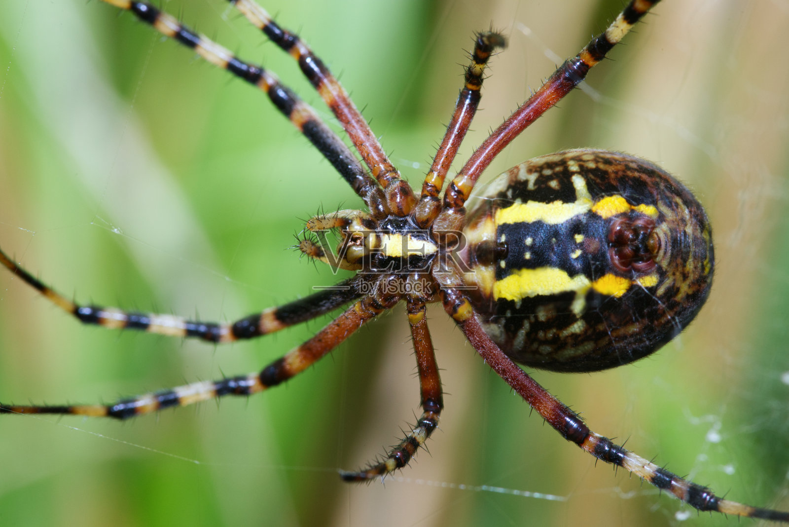 雌性大黄蜂蜘蛛照片摄影图片