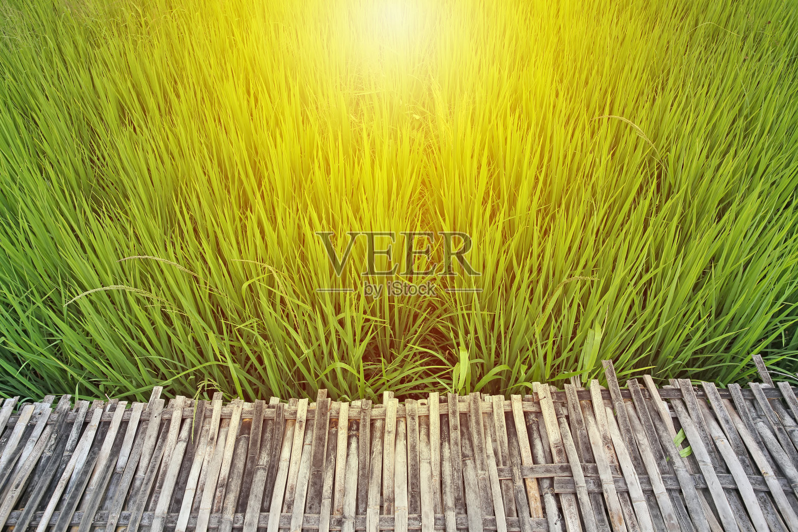 竹桥在柔和的阳光下点缀着绿色的稻田照片摄影图片
