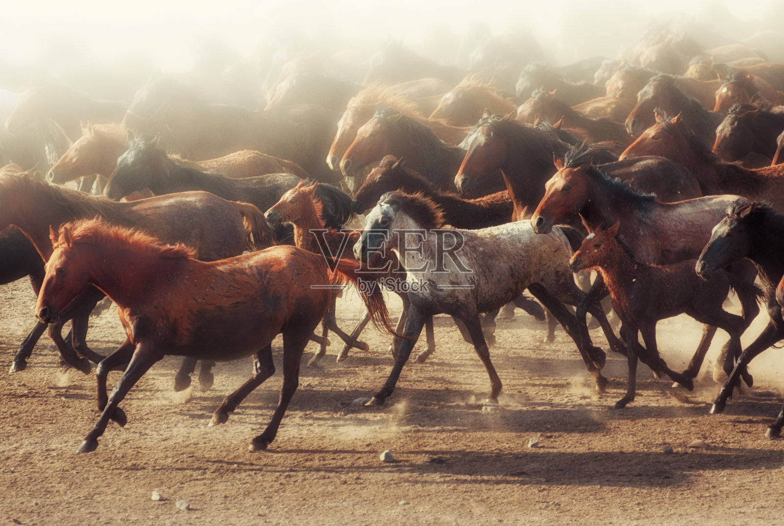 安纳托利亚野马照片摄影图片