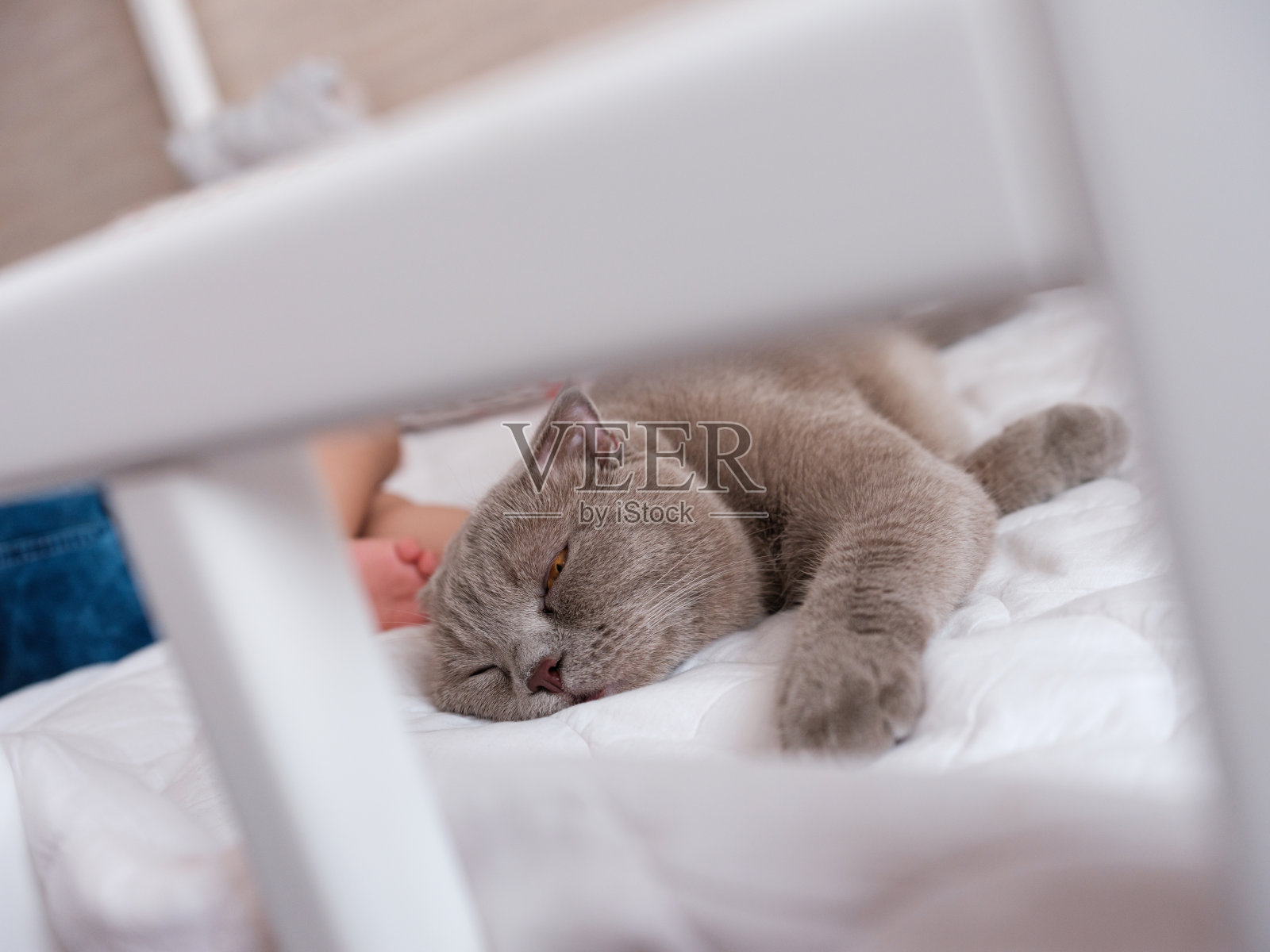 猫和婴儿一起睡在婴儿的床上照片摄影图片