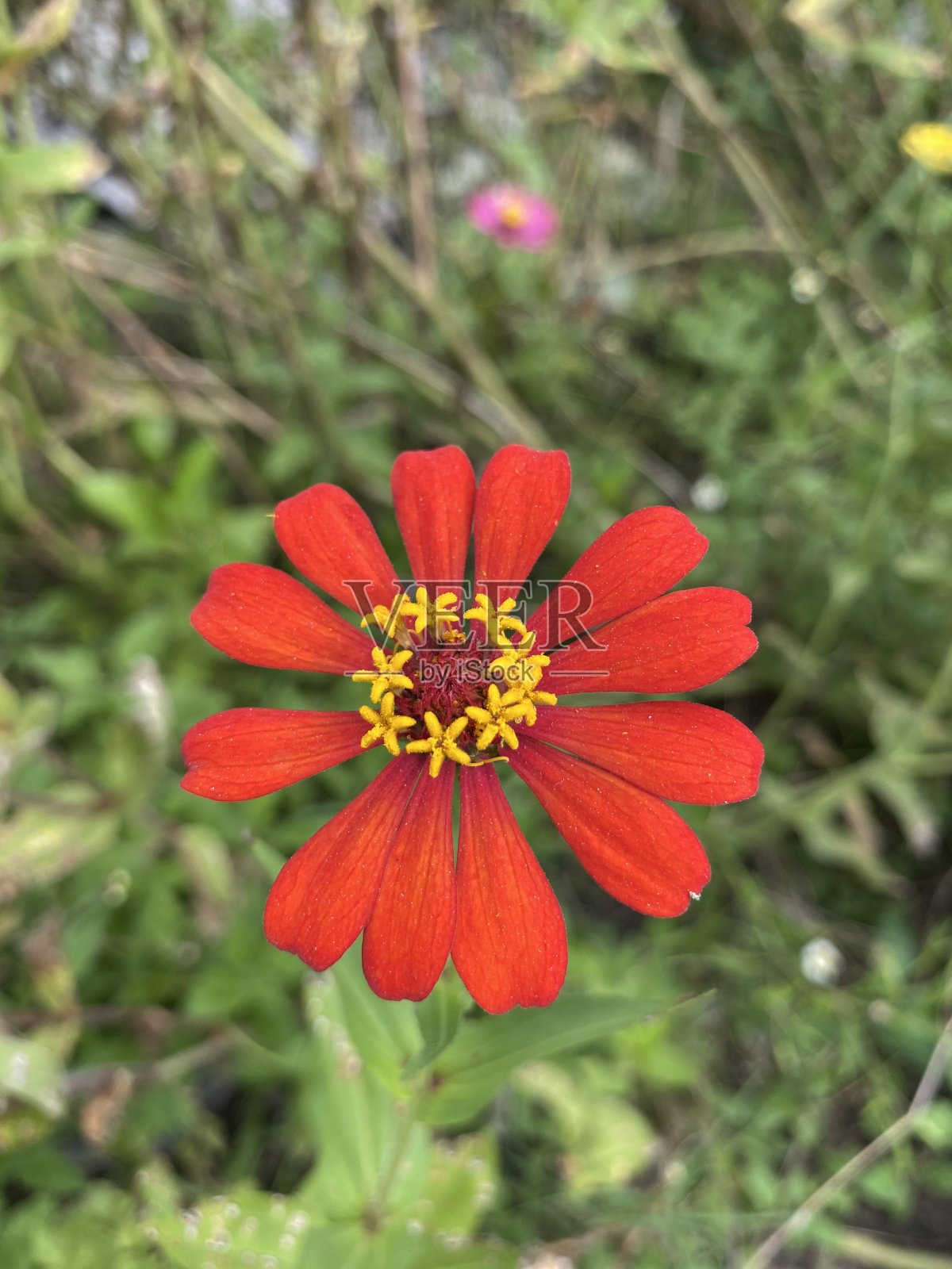 大自然花园里的红色百日菊照片摄影图片