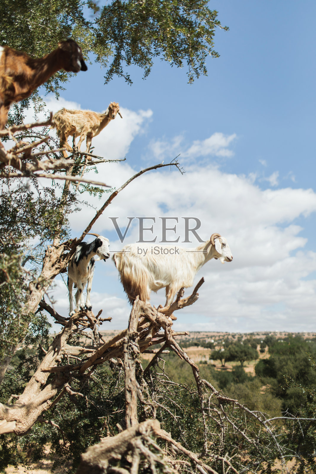 摩洛哥埃索维拉的阿甘树上的白山羊。摩洛哥著名的旅游地标。非洲的野生动物。照片摄影图片