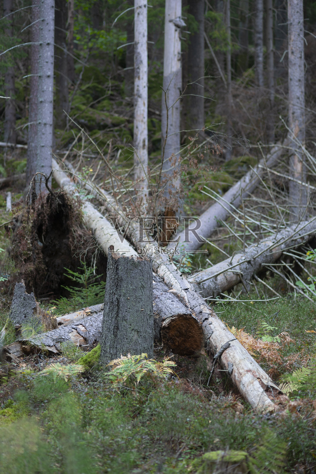 野生自然古老的斯堪的纳维亚森林照片摄影图片