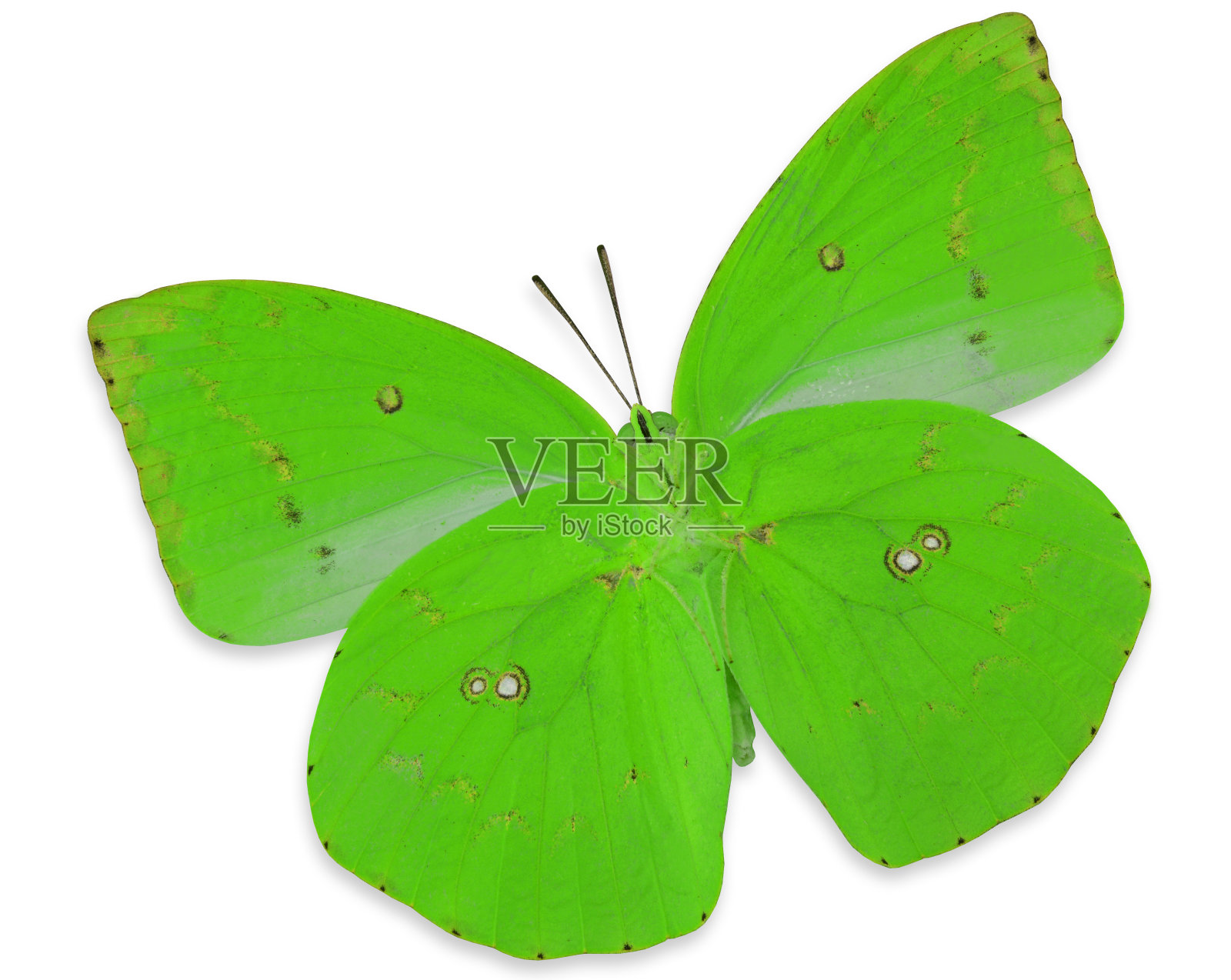 美丽的绿色蝴蝶(柠檬移民)颜色透明档案孤立在白色的背景照片摄影图片