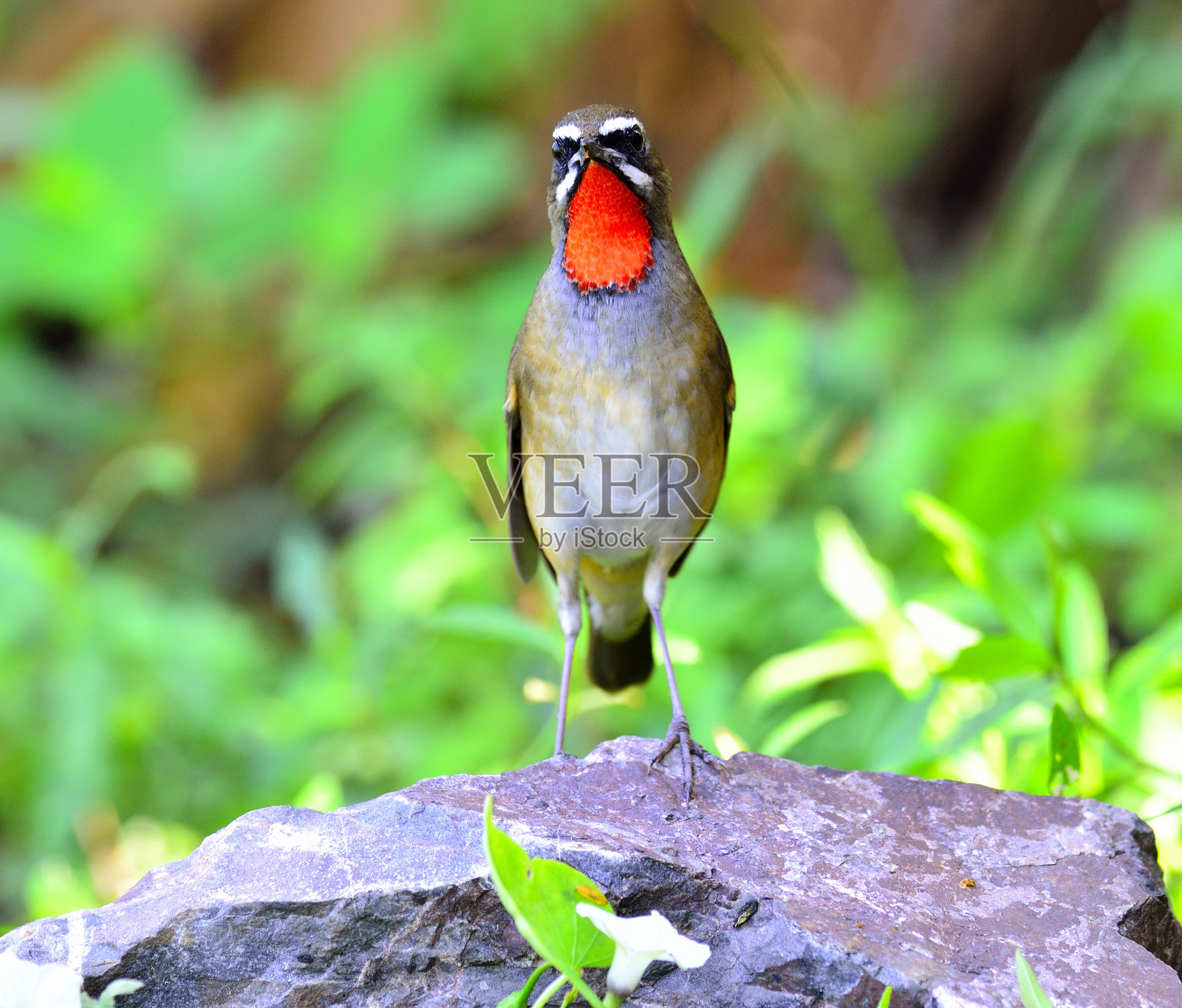 美丽的西伯利亚红宝石(Luscinia Sibilans)站在岩石上显示其红色的颈部羽毛照片摄影图片