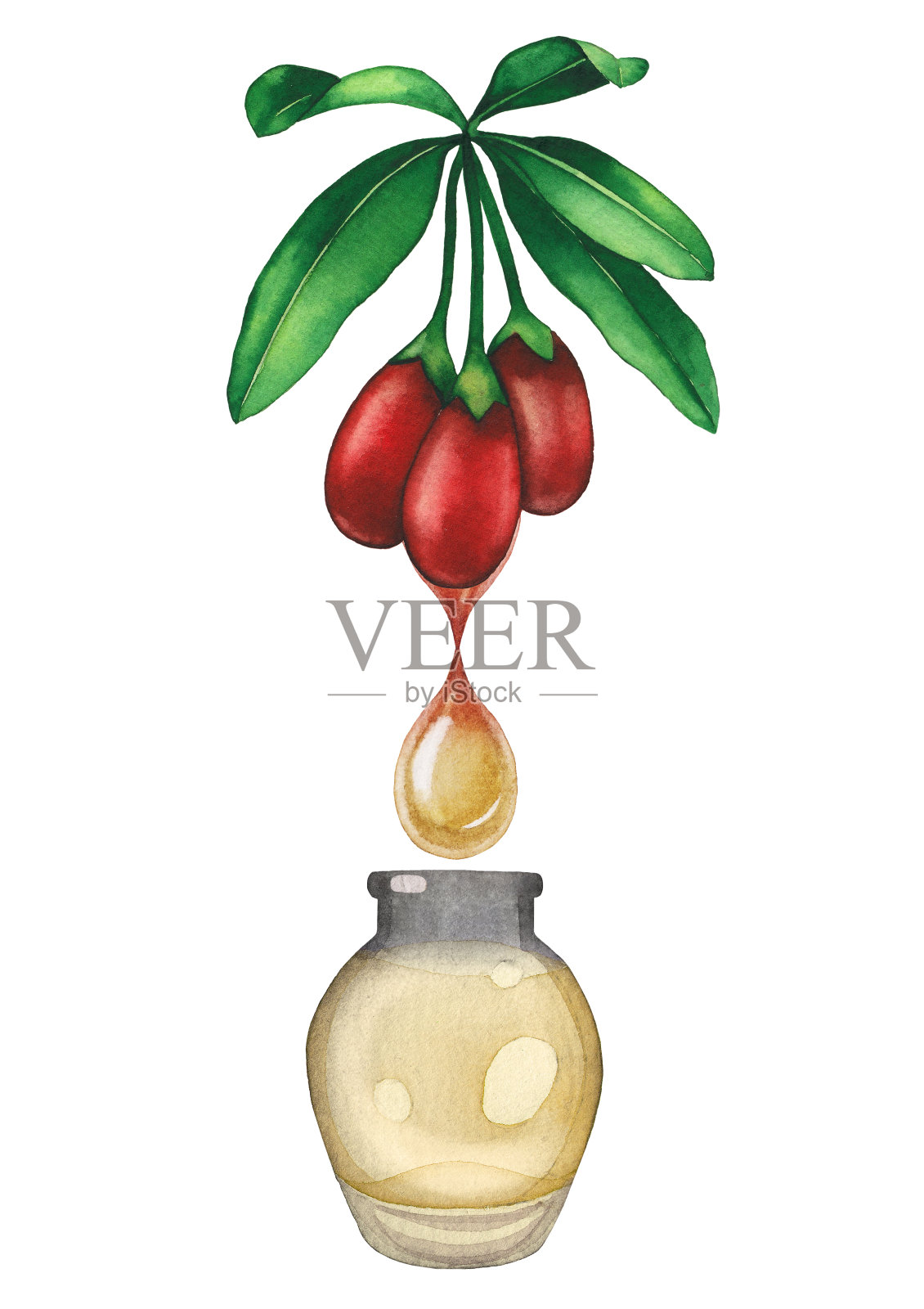用枸杞植物装饰的水彩精油瓶插画图片素材
