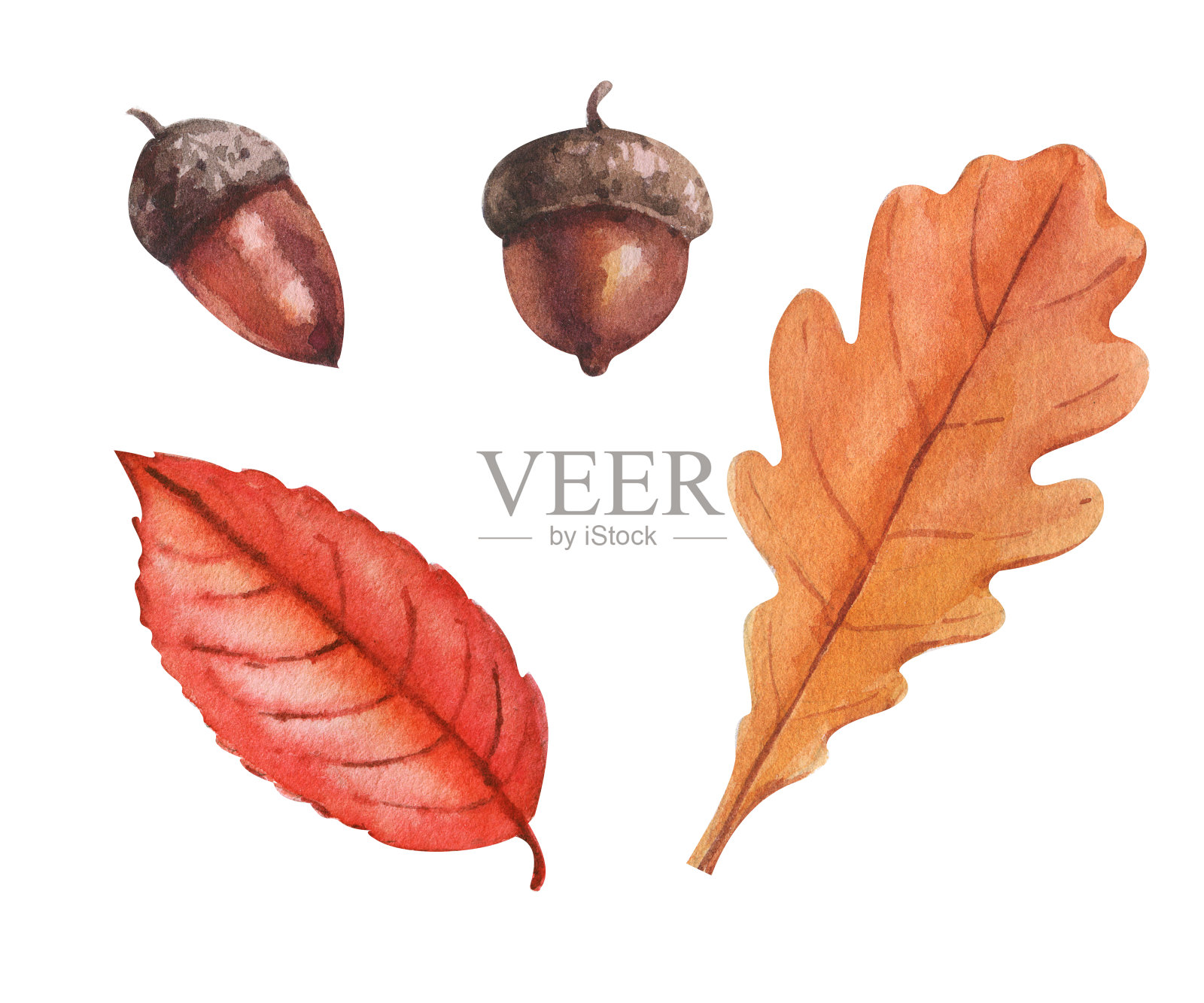 设置秋季风格水彩画。叶子，松果，橡子插画图片素材