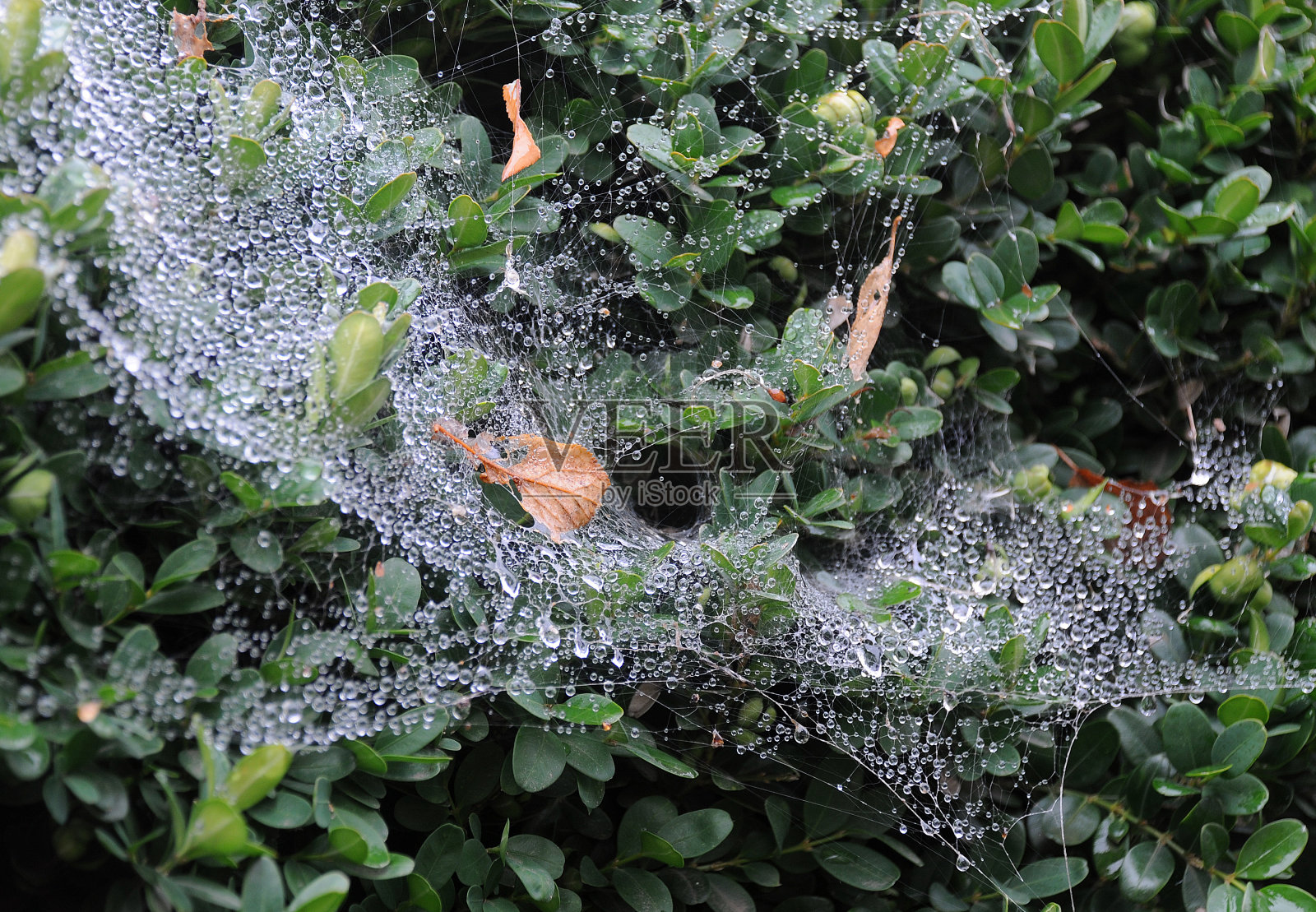 蜘蛛网般的干树叶照片摄影图片