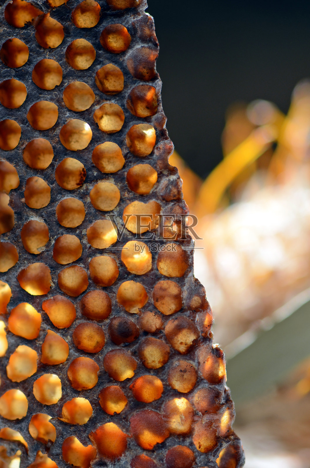 阳光透过天然野生蜜蜂的蜂巢照射的特写照片摄影图片