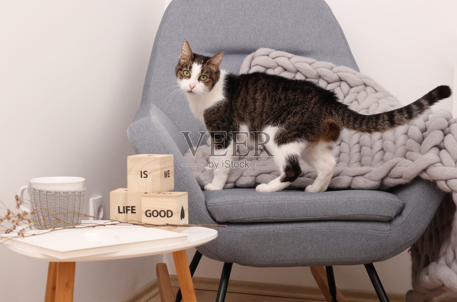 舒适的家，温暖的气氛，可爱的猫在舒适的扶手椅上照片摄影图片