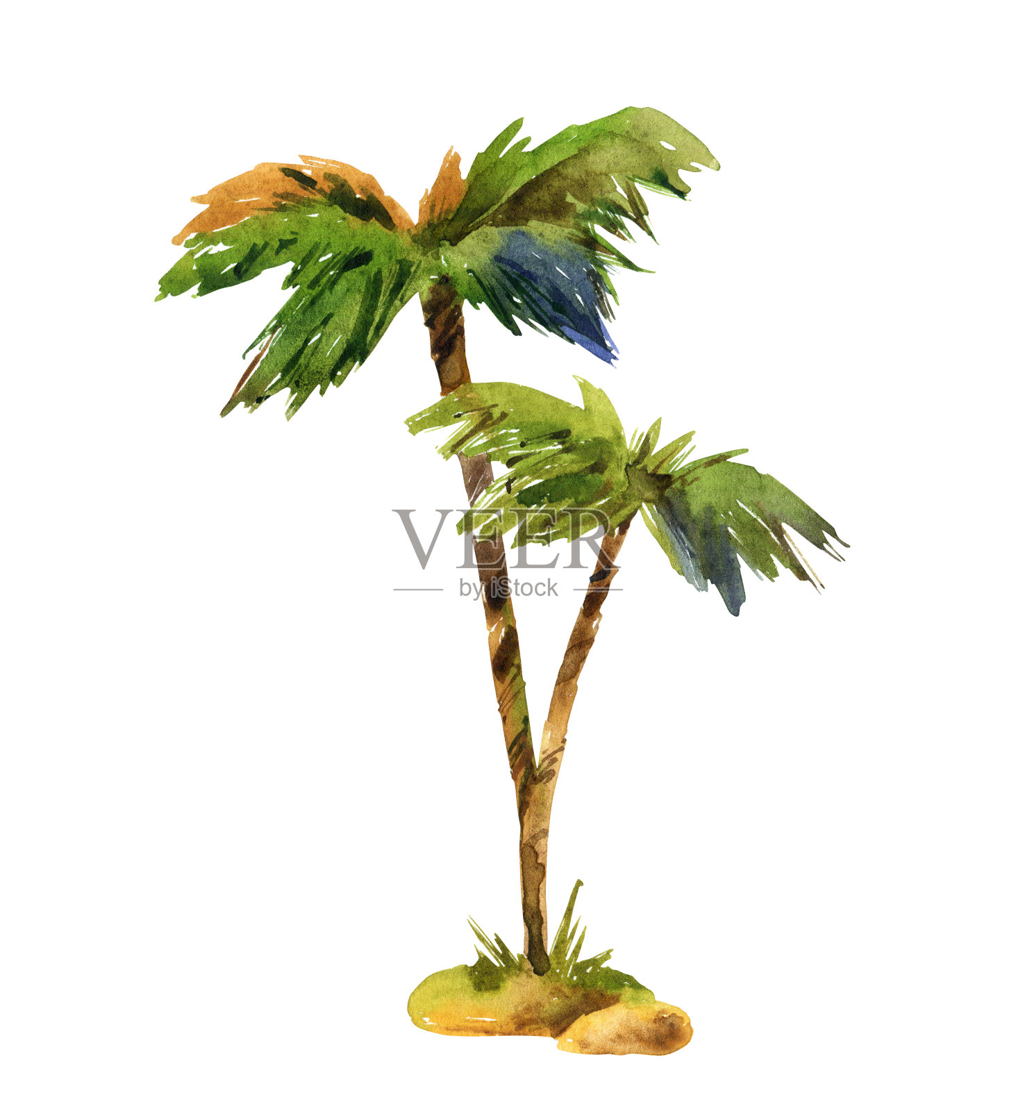 水彩棕榈树在白色的背景设计元素图片