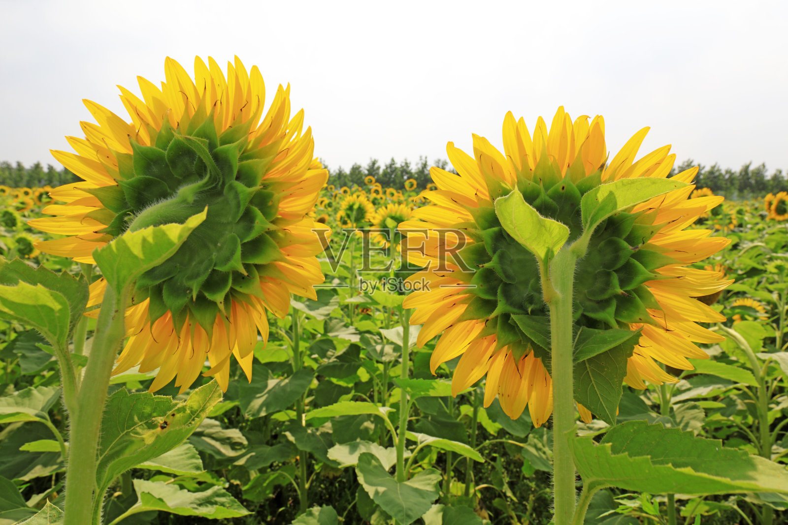 中国农场上的向日葵照片摄影图片