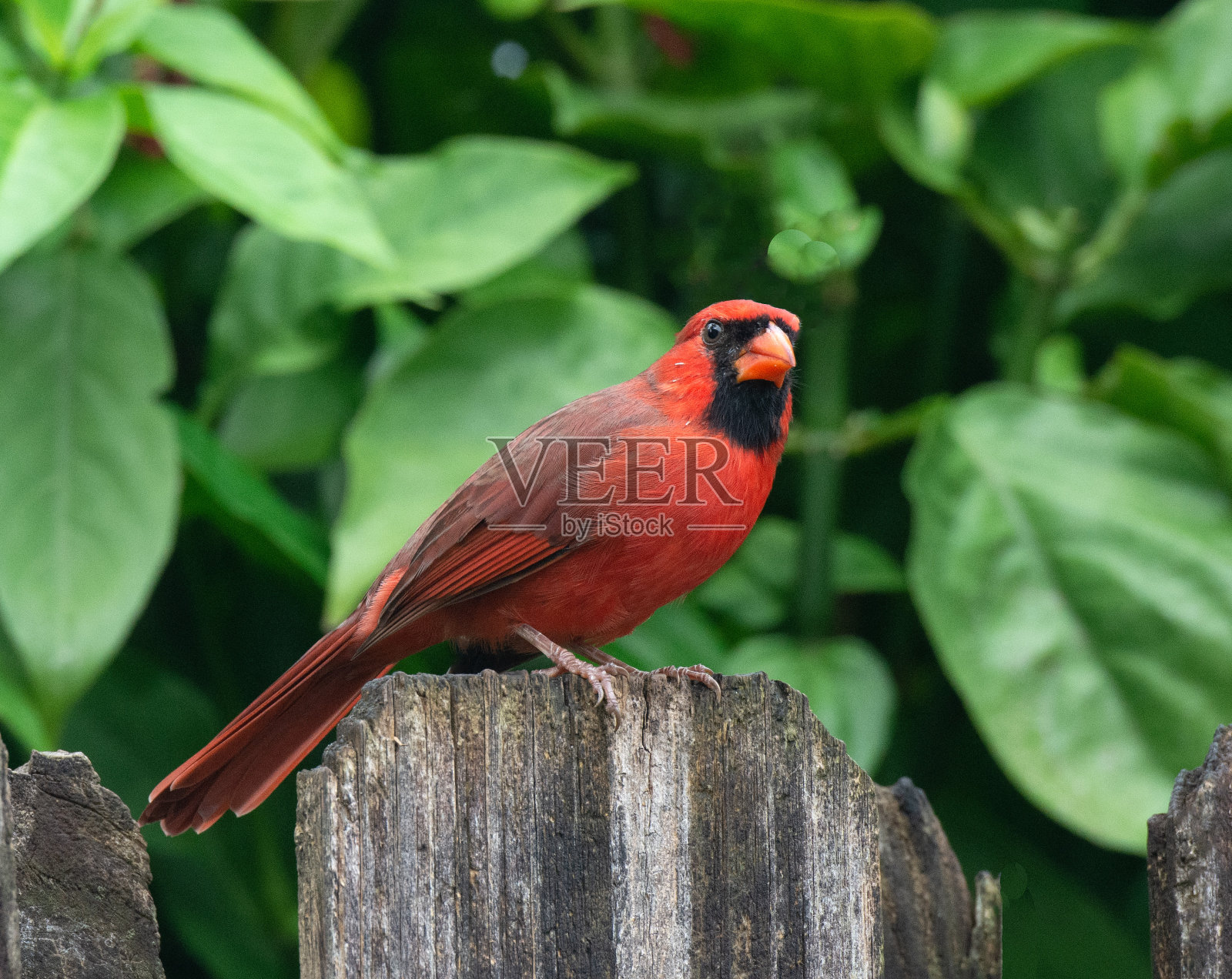 雄性红雀栖息在风化的篱笆上照片摄影图片