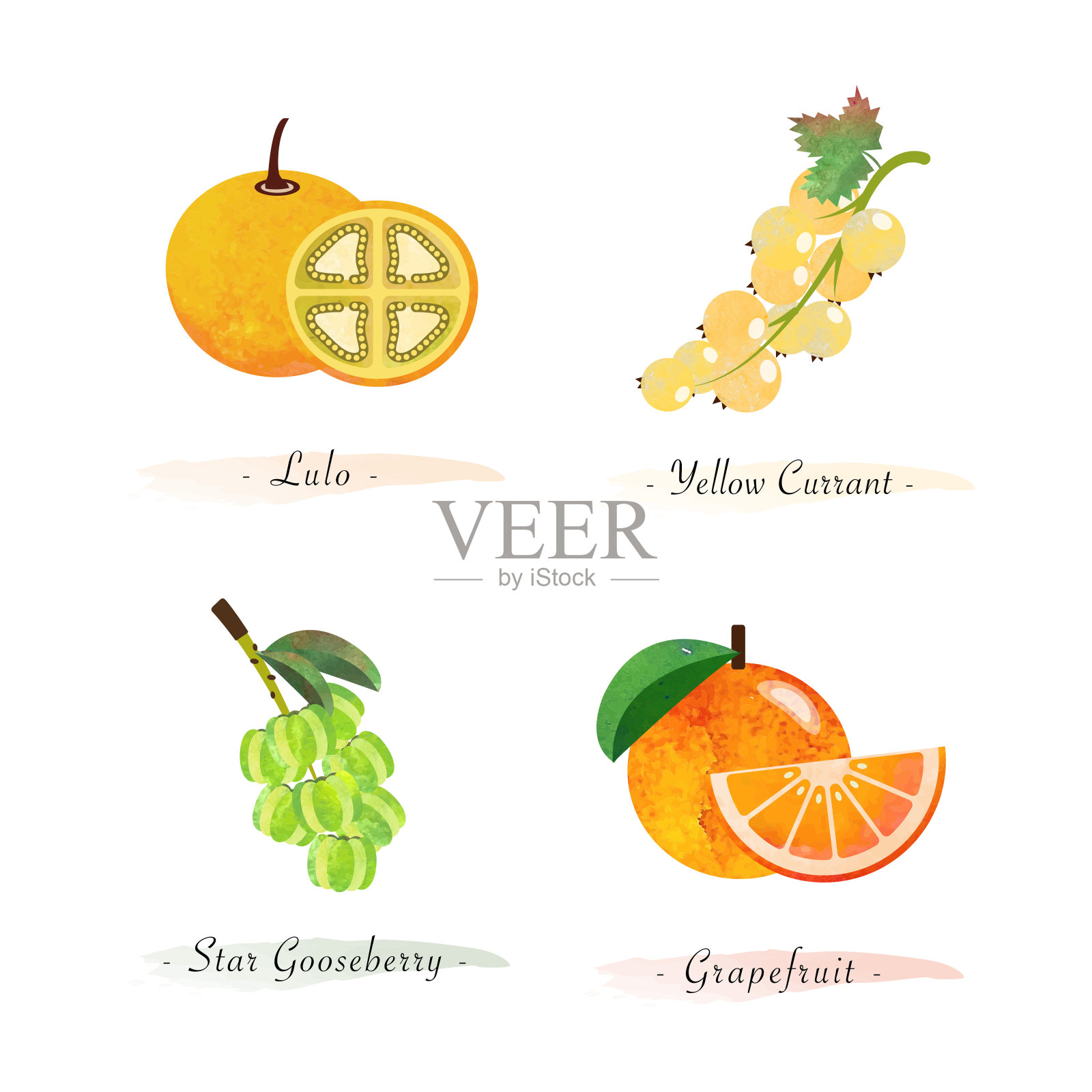 有机天然健康食品水果露露黄醋栗星醋栗葡萄柚插画图片素材