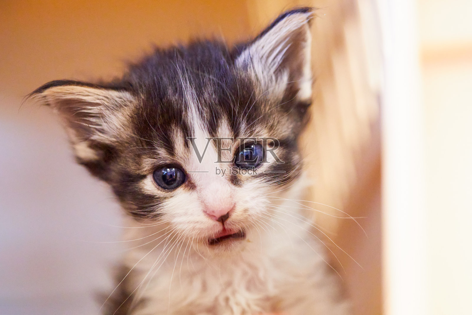 特写的一个婴儿的黑白小猫与蓝色眼睛照片摄影图片