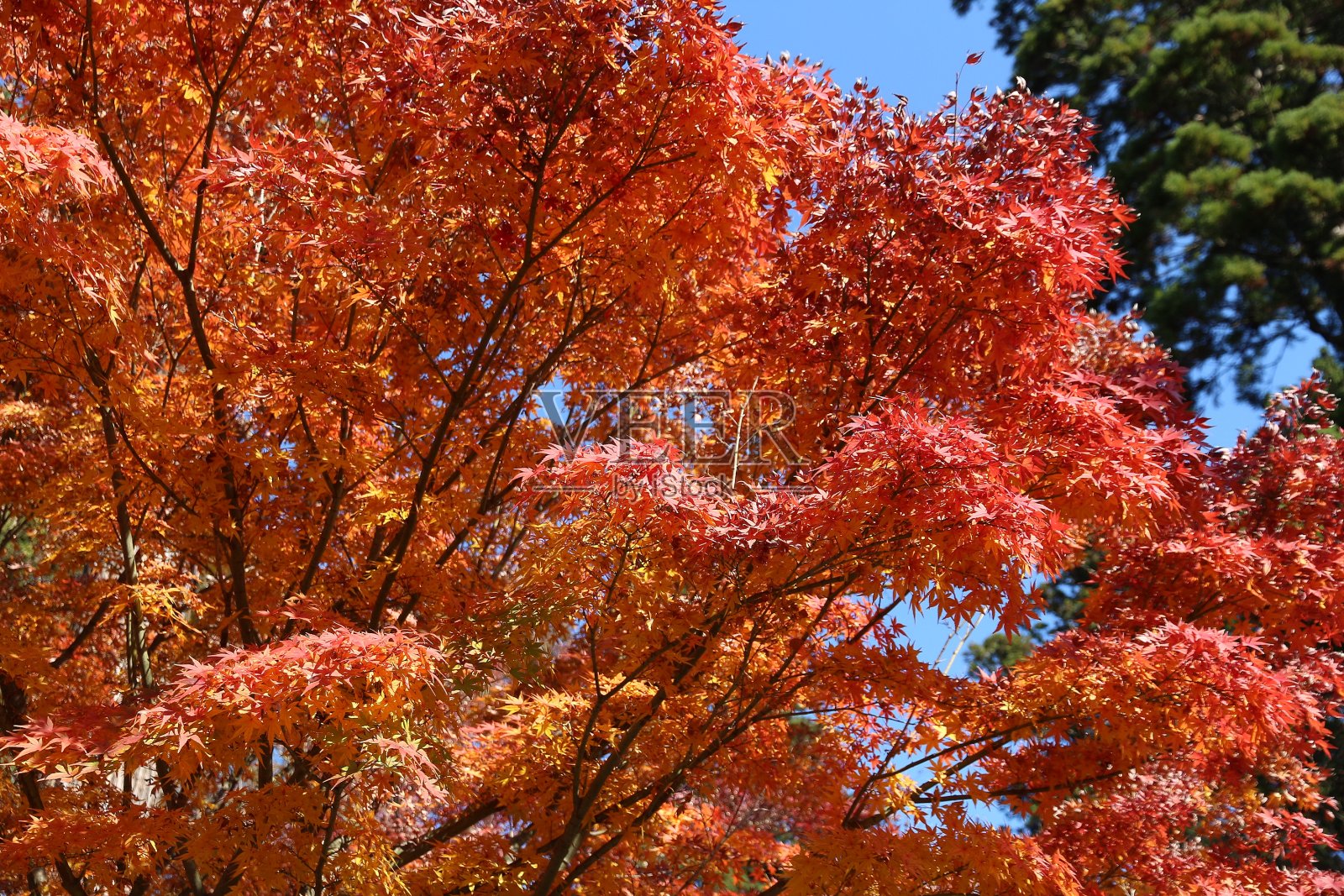 日本秋叶照片摄影图片