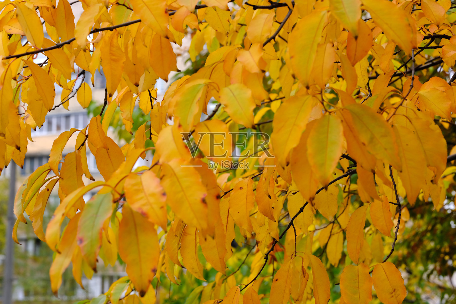 城市秋季景观照片摄影图片