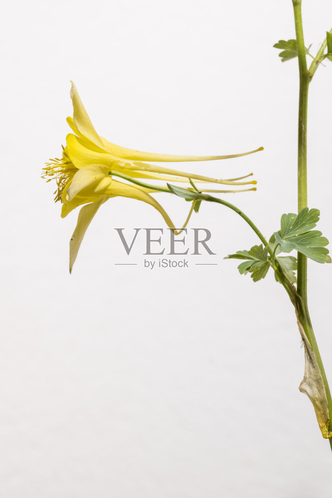 独生黄花，有茎和叶照片摄影图片