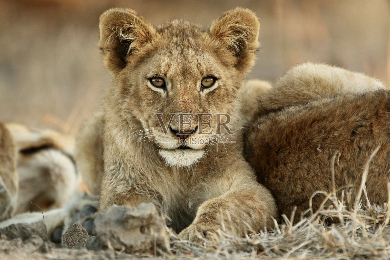 日落时分的狮子幼崽照片摄影图片