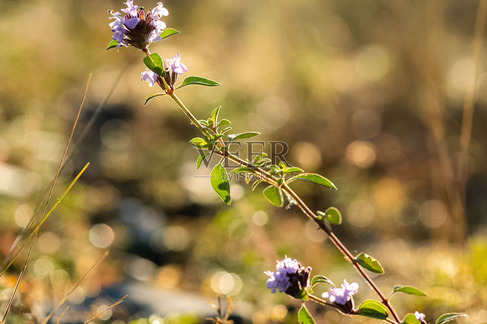 阿尔泰草甸中的植物。阿尔泰草本花卉。照片摄影图片