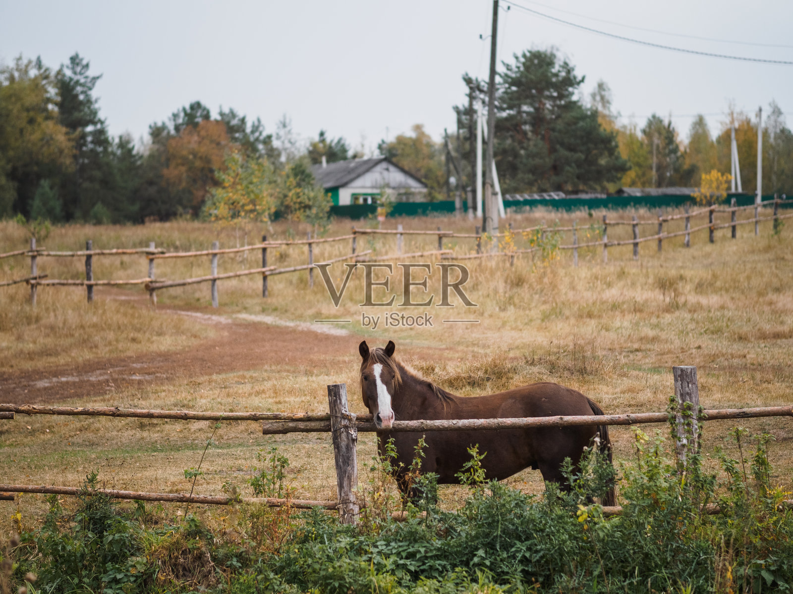 那匹马站在田野上的鸟舍里。秋天的照片照片摄影图片