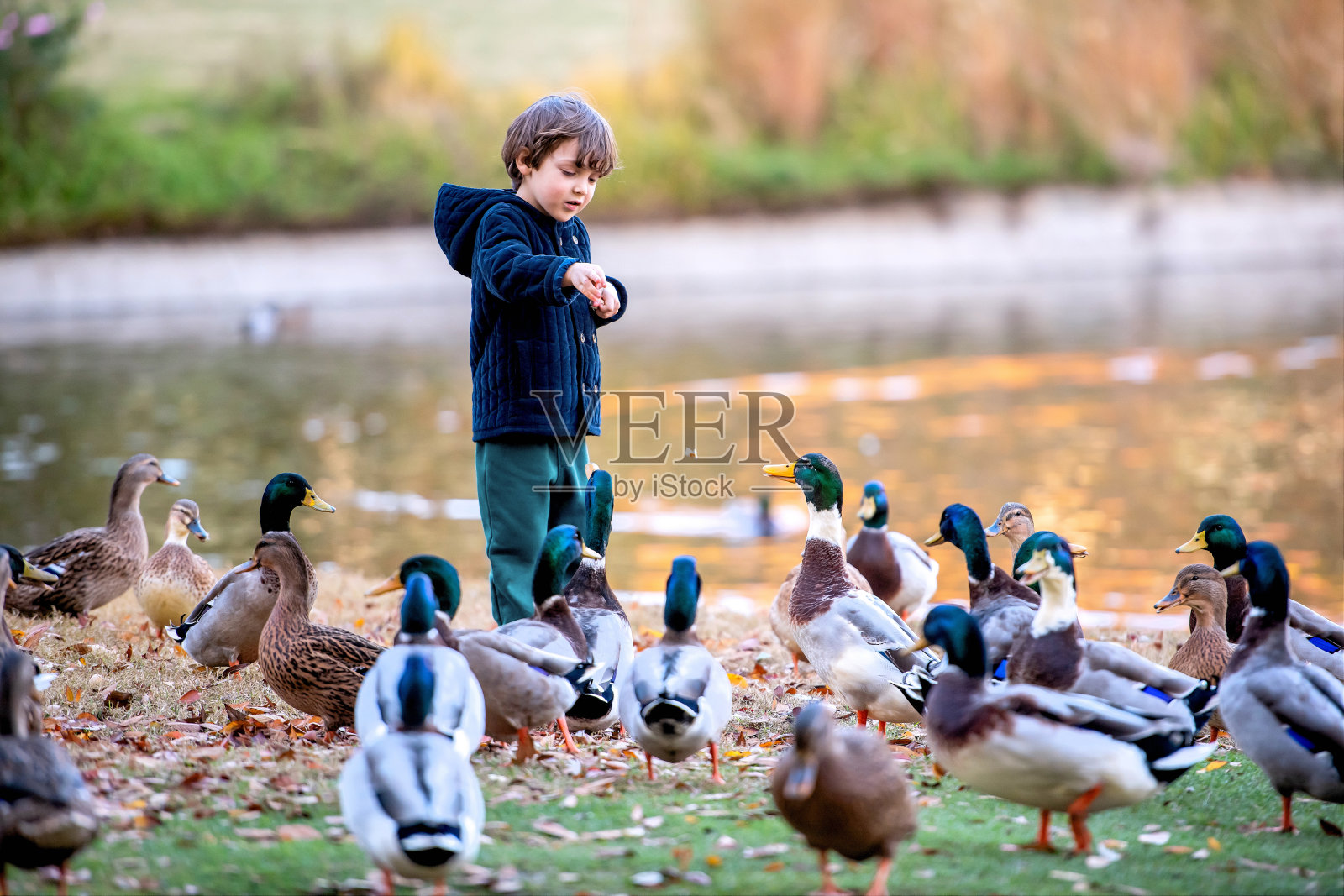 小男孩在湖边喂鸭子照片摄影图片