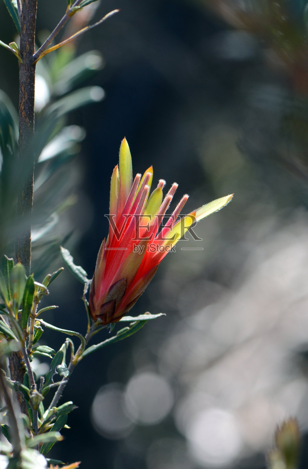 澳洲特有的山魔芋的红色花朵，山魔芋科照片摄影图片