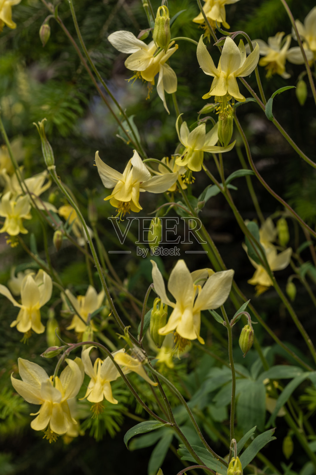 一组黄色的耧斗菜野花照片摄影图片