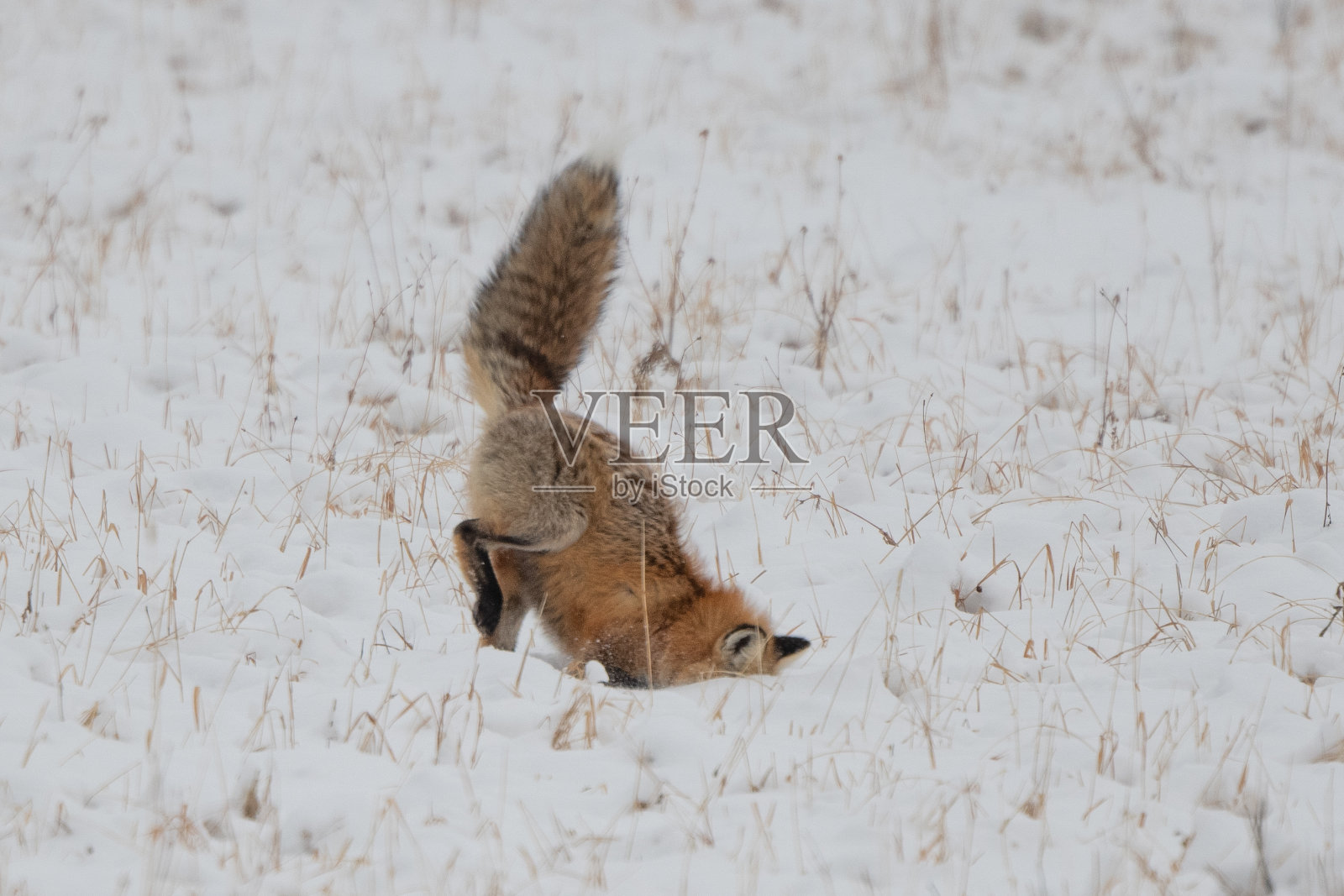 红狐跳跃着寻找田鼠或老鼠，然后在雪下寻找。照片摄影图片
