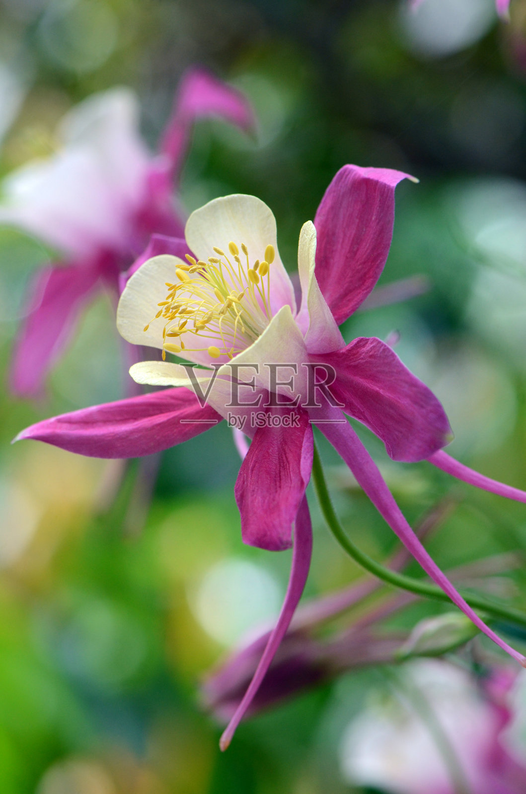 毛茛科毛茛科的粉红色沉香花。被称为哥伦拜恩和奶奶的邦内特照片摄影图片