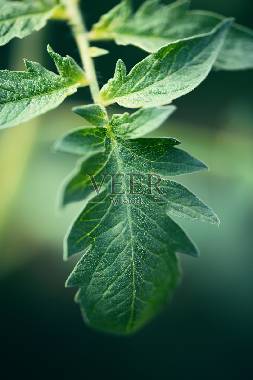 植物与花:一株番茄植物叶子的微距摄影照片摄影图片