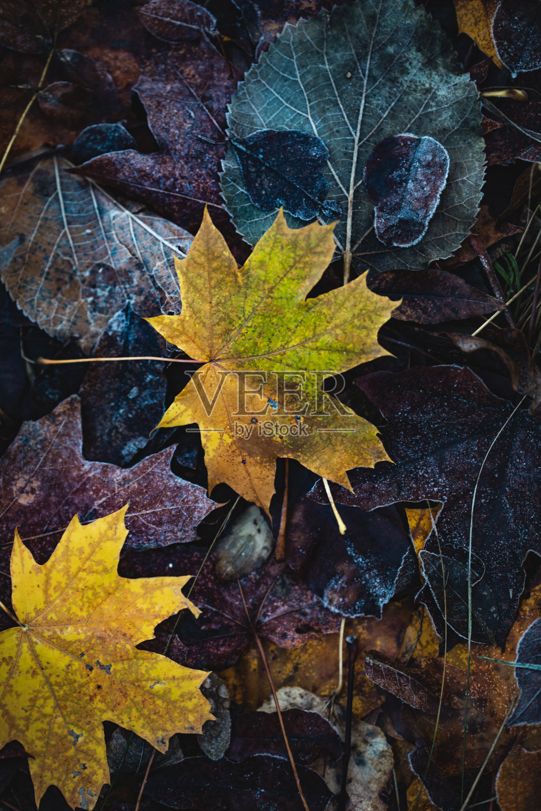 冬天冰冻的叶子照片摄影图片