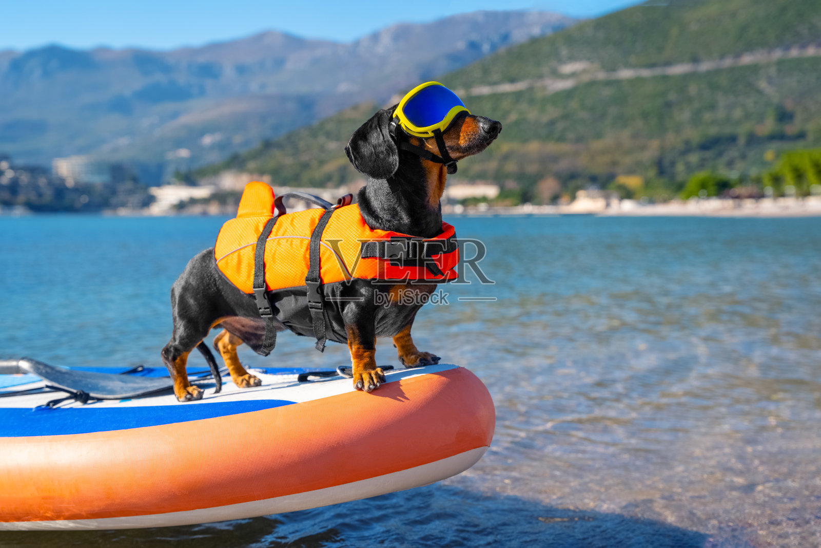 活泼的腊肠犬戴着专门为宠物准备的太阳镜，配有偏光镜片，穿着救生衣，穿着最硬最耐用的充气立式桨板照片摄影图片
