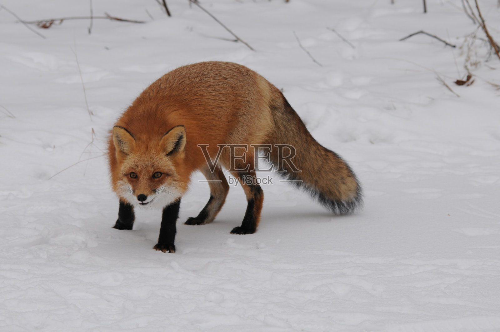 红狐在冬季看着相机，在它的环境和栖息地以雪为背景展示毛茸茸的狐狸尾巴、皮毛。狐狸的形象。福克斯的画面。福克斯肖像。福克斯股票照片。照片摄影图片