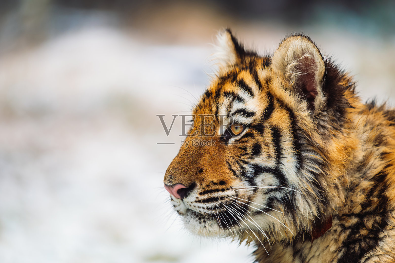 特写的东北虎(雌性，阿尔泰卡虎)。在大自然中拍摄的侧视图，背景中可以看到雪。景深浅，背景模糊。照片摄影图片