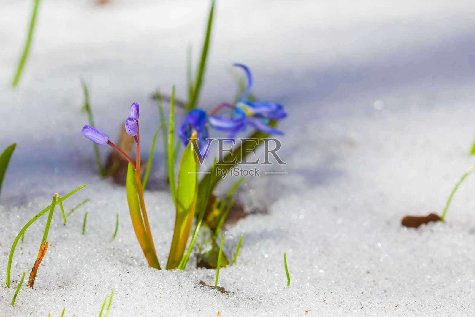 蓝色的雪花莲在雪中照片摄影图片