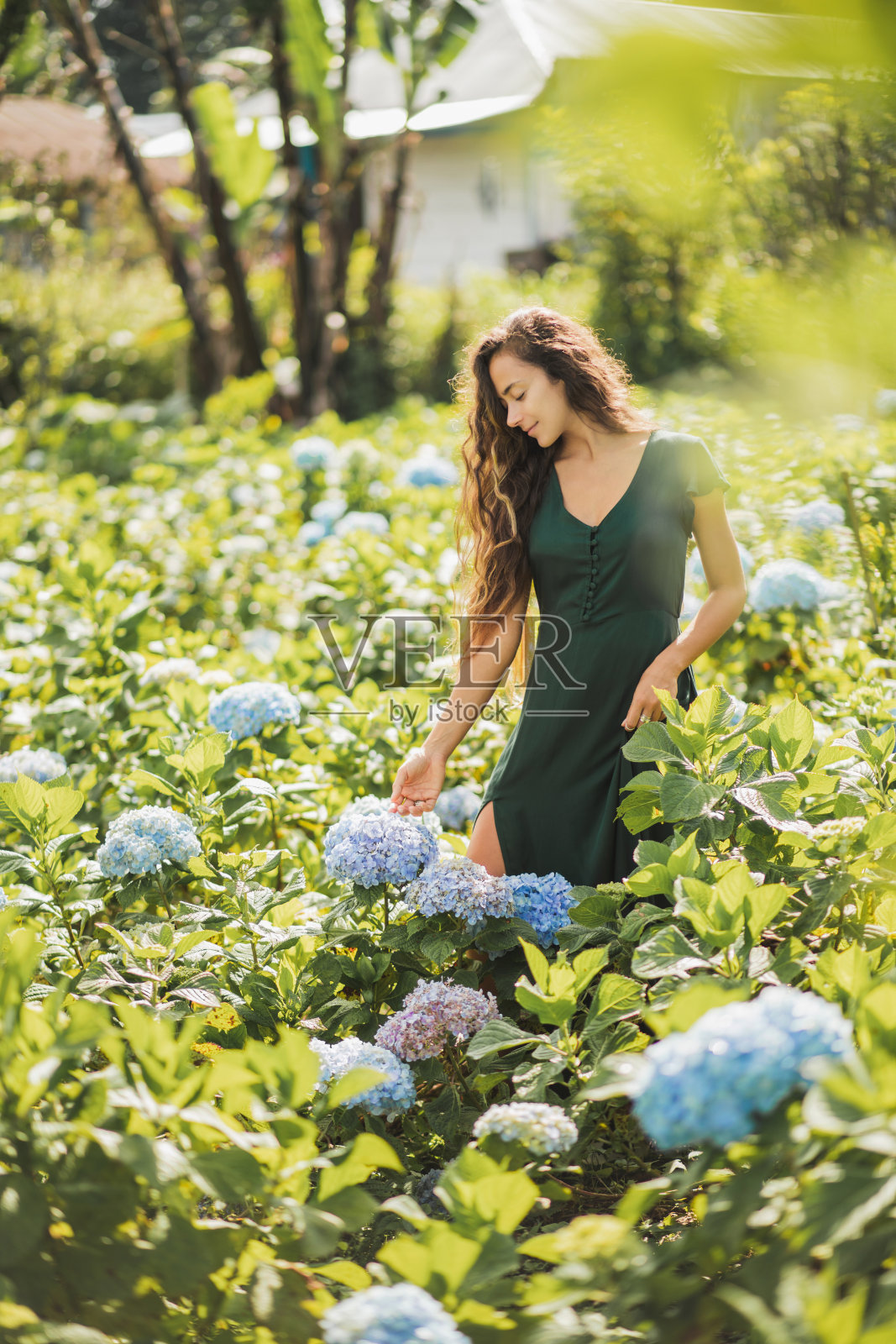 年轻美丽的女人在绿色的衣服享受盛开的蓝色绣球花在花园里。园艺和花卉概念。种植的花。自然美。照片摄影图片