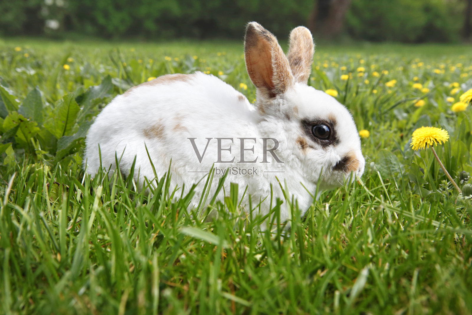 小白兔在草地上吃草照片摄影图片