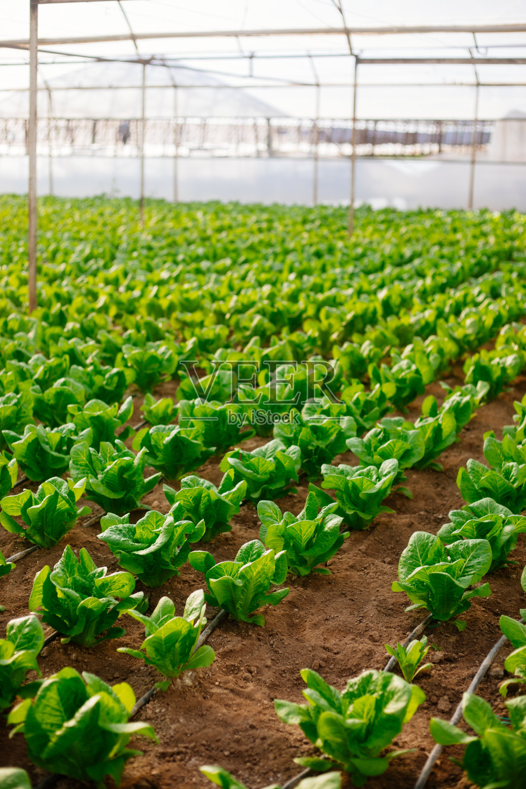 温室用于种植生菜照片摄影图片