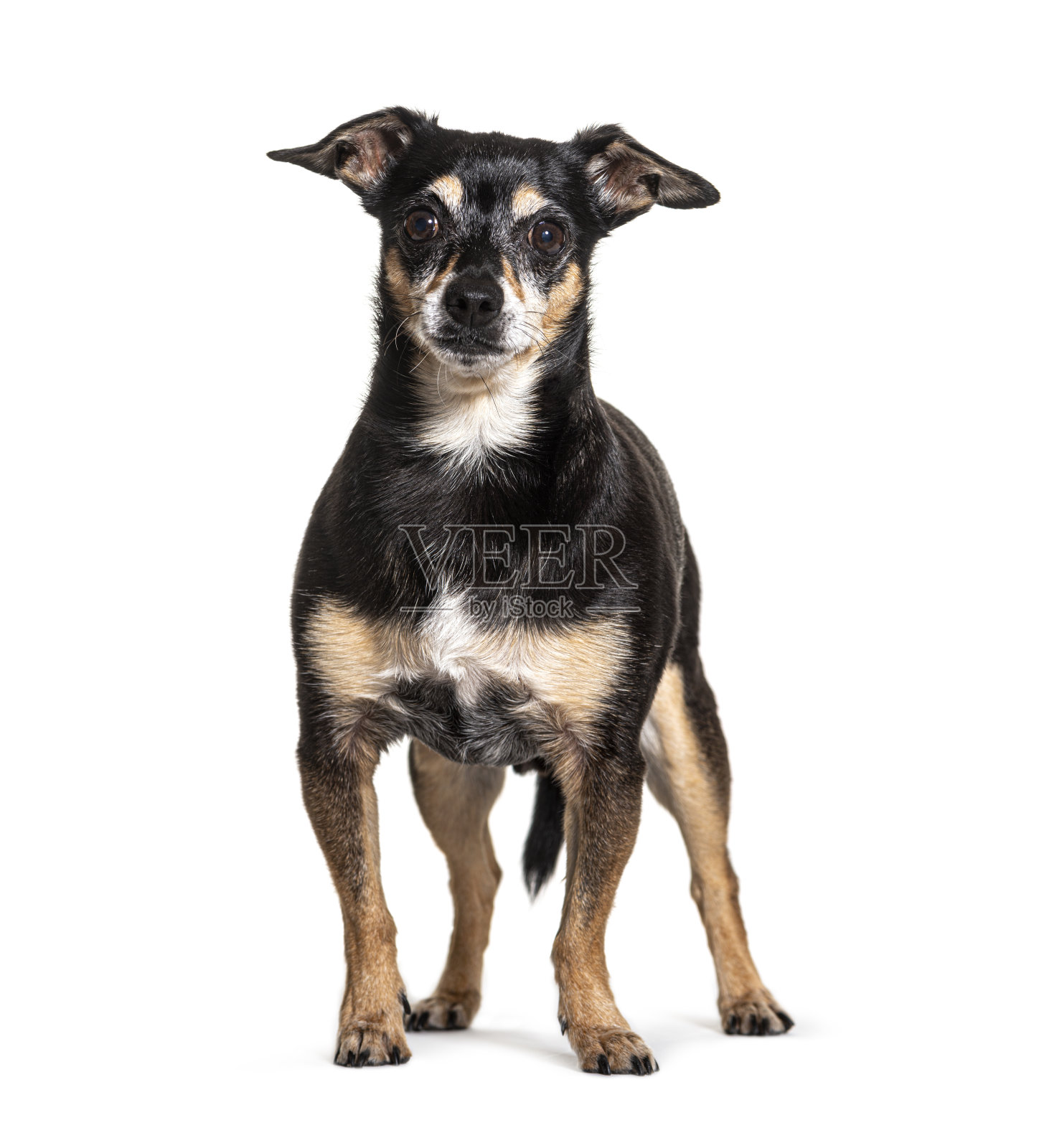 老黑和棕色的Pinscher狗，孤立照片摄影图片