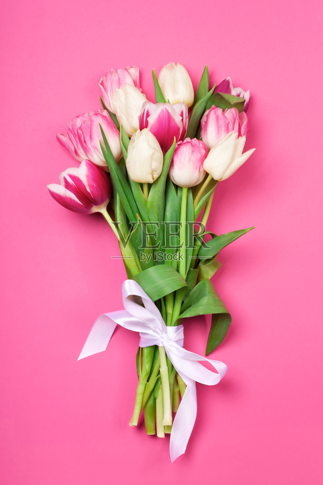一束粉红色和白色的郁金香照片摄影图片