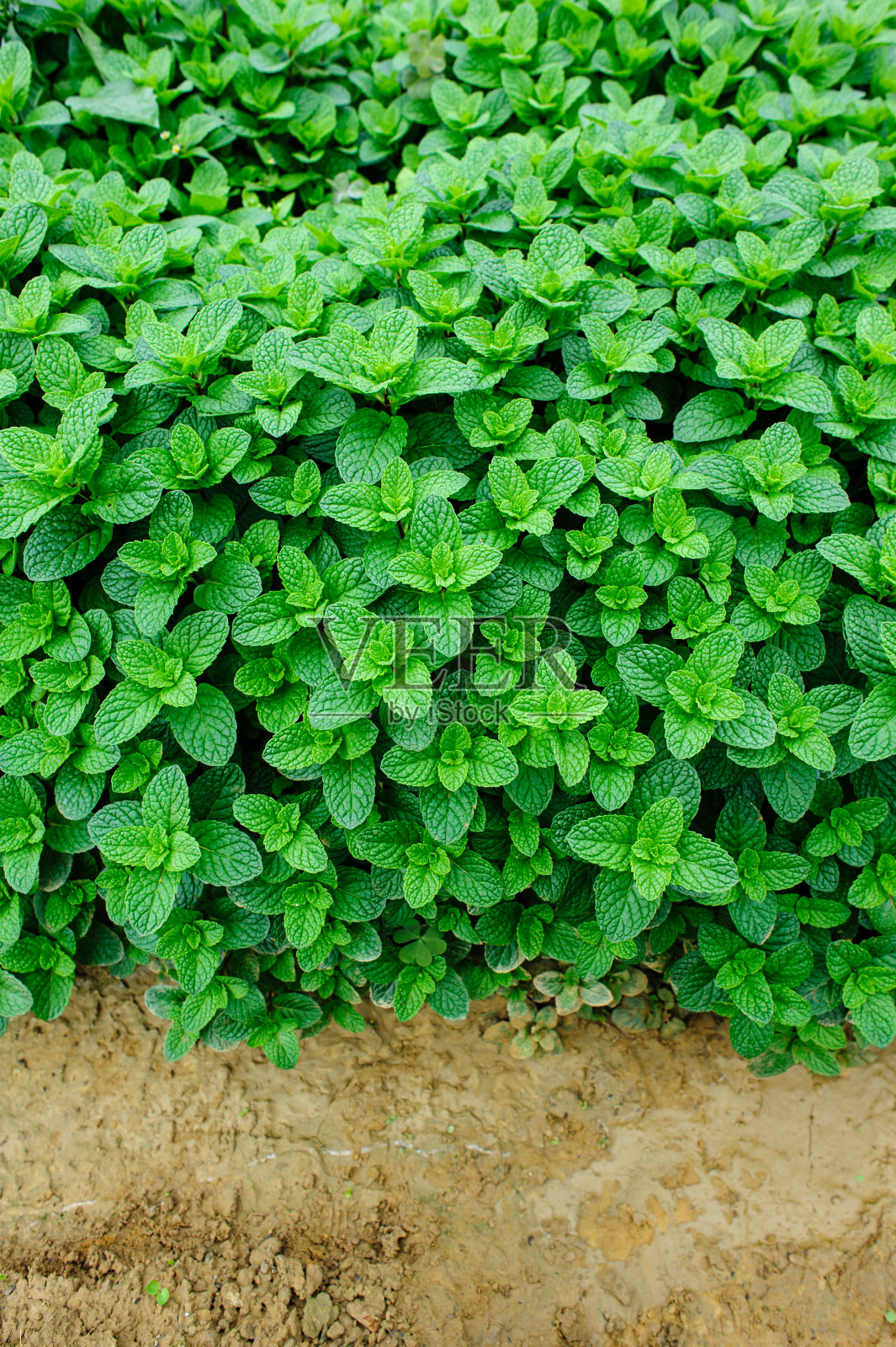 绿色的薄荷植物生长在菜园里照片摄影图片