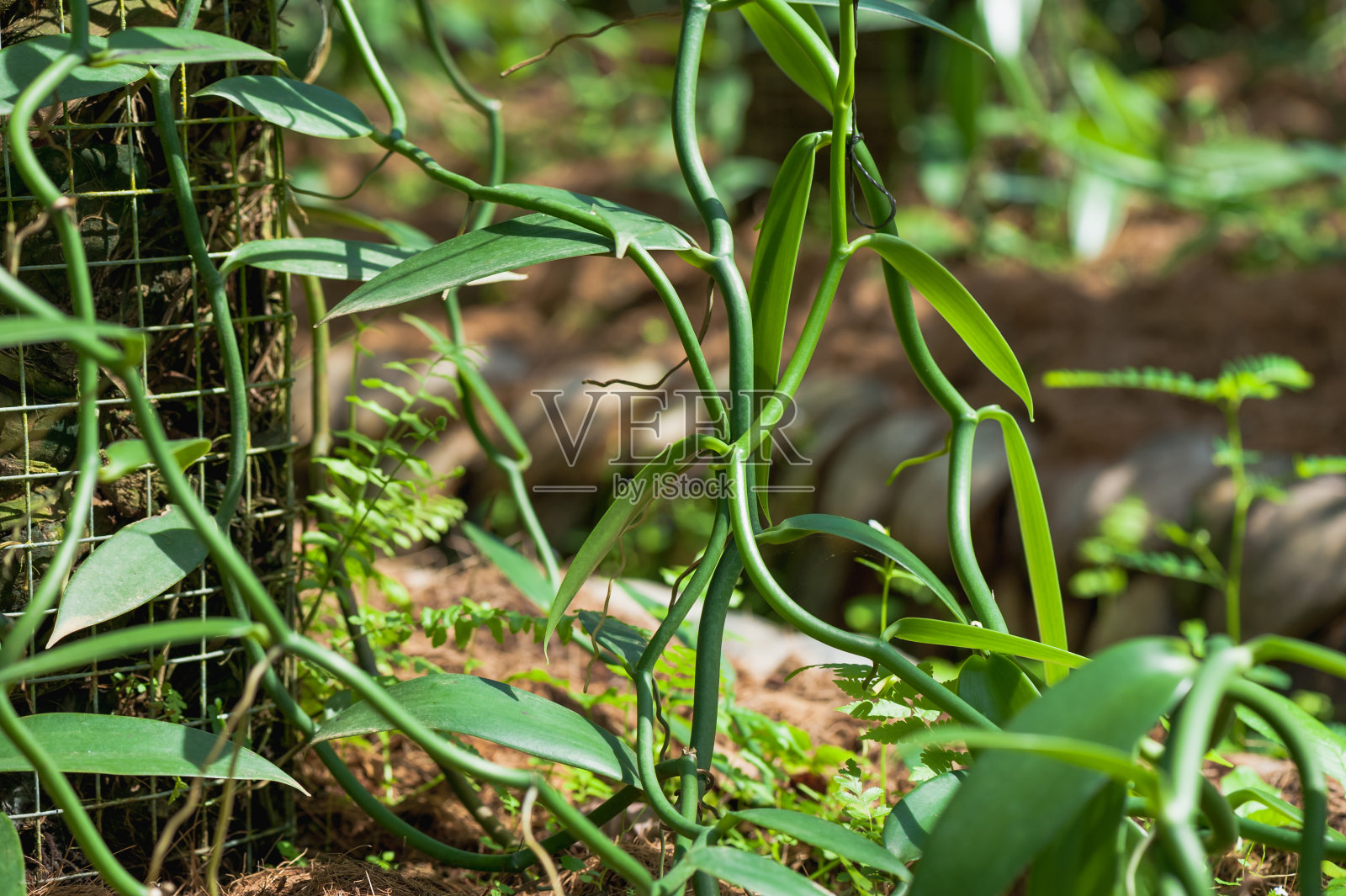 绿色香草植物和水果生长在花园里照片摄影图片