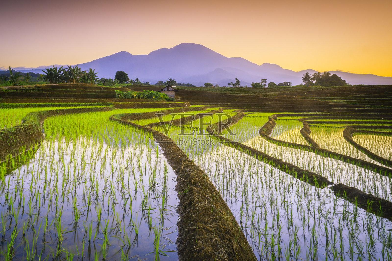 美丽的水稻梯田在亚洲，北明库鲁，印度尼西亚，美丽的颜色和自然光线从天空照片摄影图片