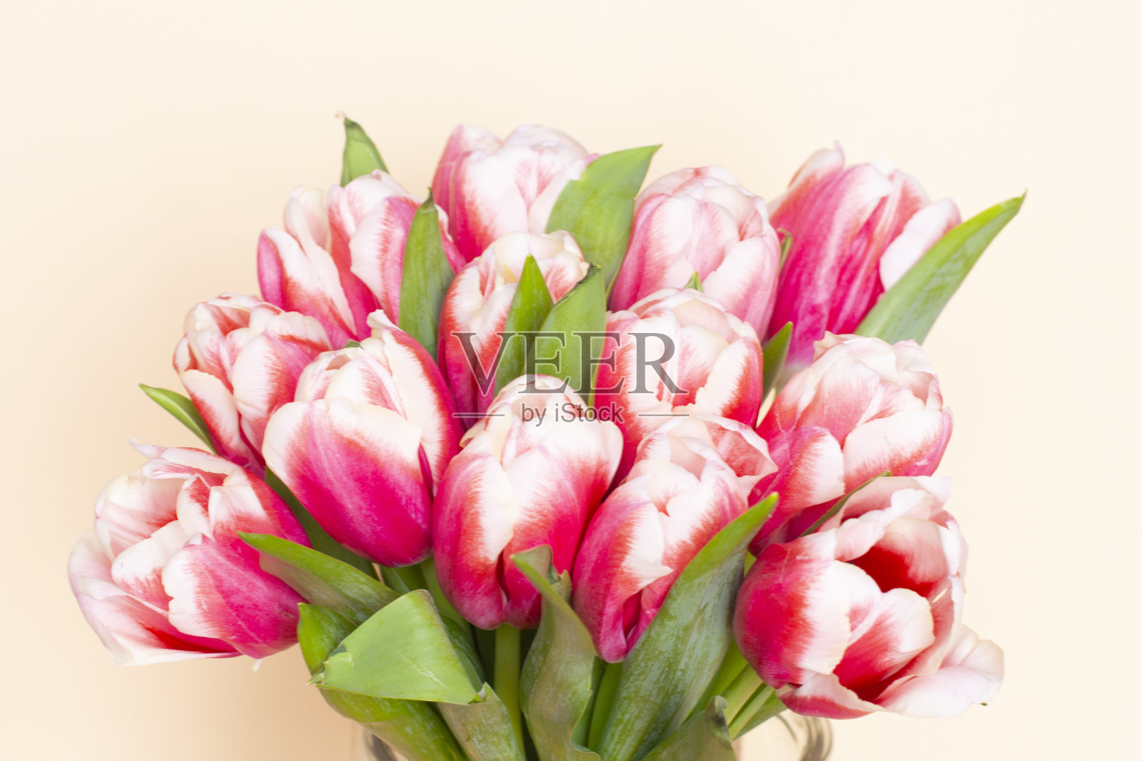 一束新鲜的红白郁金香和一张卡片，用于你的文字。浪漫约会的礼物。温柔的春天的花朵。一束郁金香送给母亲节，3月8日，生日照片摄影图片
