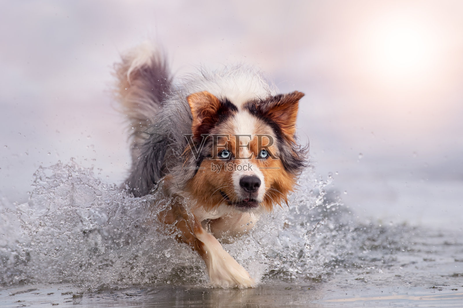 澳大利亚牧羊犬狗在海里或湖里游泳时跳进水里照片摄影图片