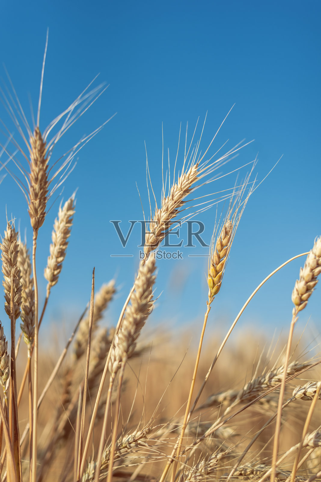 金色的收获在田野里。它上面是成熟的黄色小麦和蓝色的天空。照片摄影图片