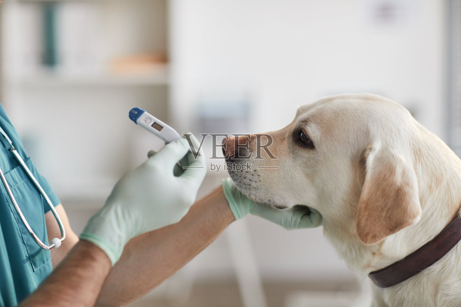 兽医检查狗的体温照片摄影图片