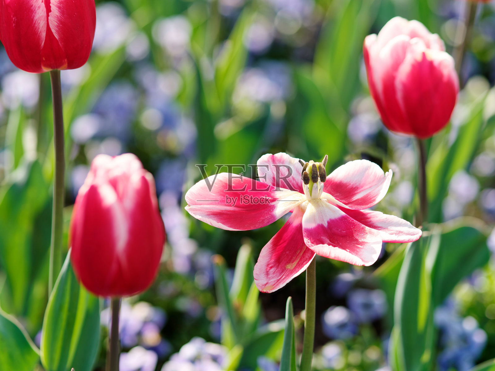 在阳光明媚的日子里，盛开的红色郁金香花在郁金香地里。照片摄影图片
